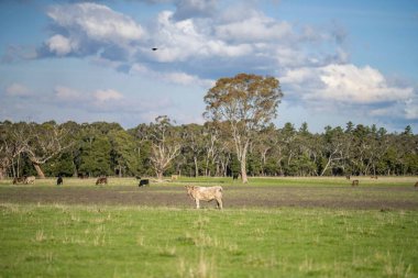 Avustralya 'da bir çiftlik çiftliğinde otlayan sığır ve buzağılara yakından bakın. Saman yiyen sığırlar. Cinsler arasında benekli park, Murray Grey, angus, Brangus, hereford, wagyu, süt inekleri,.