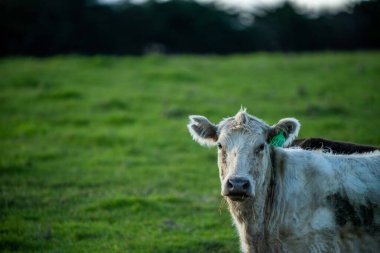 Avustralya 'da bir çiftlik çiftliğinde otlayan sığır ve buzağılara yakından bakın. Saman yiyen sığırlar. Cinsler arasında benekli park, Murray Grey, angus, Brangus, hereford, wagyu, süt inekleri,.