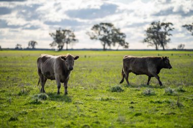 Avustralya 'da bir çiftlik çiftliğinde otlayan sığır ve buzağılara yakından bakın. Saman yiyen sığırlar. Cinsler arasında benekli park, Murray Grey, angus, Brangus, hereford, wagyu, süt inekleri,.