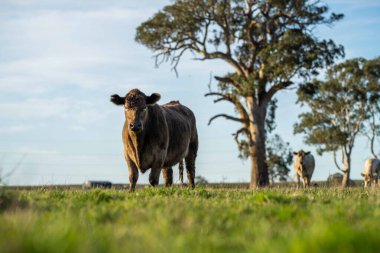 Avustralya 'da bir çiftlik çiftliğinde otlayan sığır ve buzağılara yakından bakın. Saman yiyen sığırlar. Cinsler arasında benekli park, Murray Grey, angus, Brangus, hereford, wagyu, süt inekleri,.