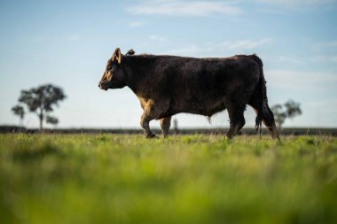 Avustralya 'da bir çiftlik çiftliğinde otlayan sığır ve buzağılara yakından bakın. Saman yiyen sığırlar. Cinsler arasında benekli park, Murray Grey, angus, Brangus, hereford, wagyu, süt inekleri,.