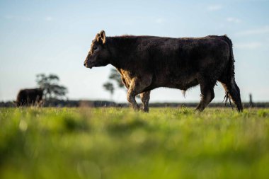 Avustralya 'da bir çiftlik çiftliğinde otlayan sığır ve buzağılara yakından bakın. Saman yiyen sığırlar. Cinsler arasında benekli park, Murray Grey, angus, Brangus, hereford, wagyu, süt inekleri,.
