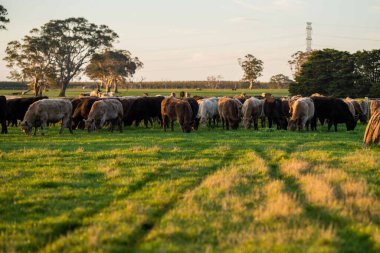 Avustralya 'da bir çiftlik çiftliğinde otlayan sığır ve buzağılara yakından bakın. Saman yiyen sığırlar. Cinsler arasında benekli park, Murray Grey, angus, Brangus, hereford, wagyu, süt inekleri,.