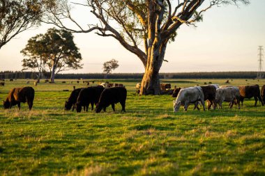 Avustralya 'da bir çiftlik çiftliğinde otlayan sığır ve buzağılara yakından bakın. Saman yiyen sığırlar. Cinsler arasında benekli park, Murray Grey, angus, Brangus, hereford, wagyu, süt inekleri,.