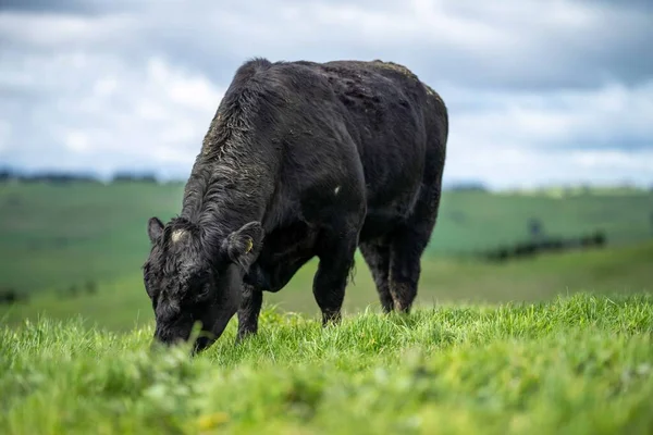 Primer Plano Los Toros Stud Beef Vacas Terneros Pastando Hierba —  Fotos de Stock