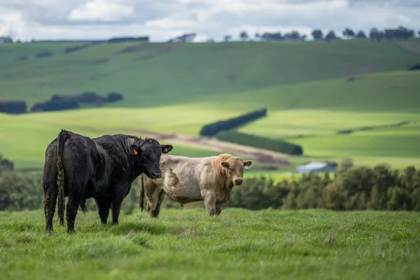 Primer Plano Los Toros Stud Beef Vacas Terneros Pastando Hierba —  Fotos de Stock