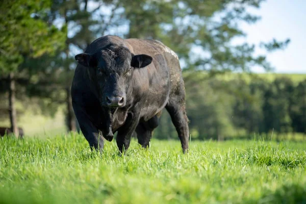 Primer Plano Los Toros Stud Beef Vacas Terneros Pastando Hierba — Foto de Stock