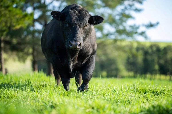 Großaufnahme Von Stud Beef Bullen Kühen Und Kälbern Die Auf — Stockfoto