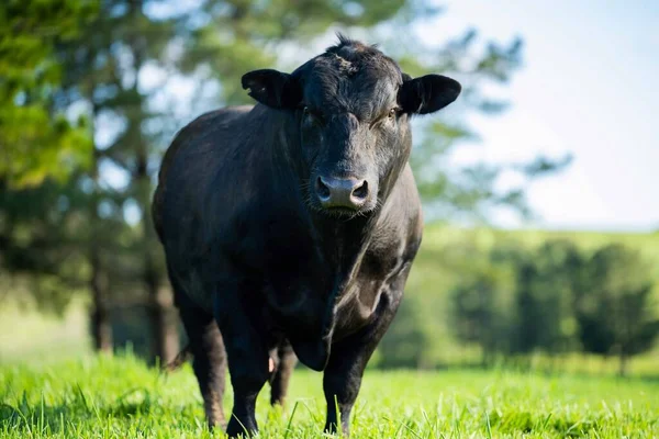 Avustralya 'da bir tarlada otlayan damızlık sığır, inek ve buzağılara yakın bir yerde. Sürü türleri arasında benekli park, Murray Grey, Angus, Brangus ve Wagyu bahar ve yaz aylarında uzun otlaklarda bulunur..