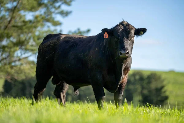 Avustralya 'da bir tarlada otlayan damızlık sığır, inek ve buzağılara yakın bir yerde. Sürü türleri arasında benekli park, Murray Grey, Angus, Brangus ve Wagyu bahar ve yaz aylarında uzun otlaklarda bulunur..