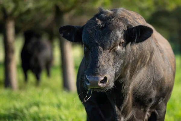 Avustralya 'da bir tarlada otlayan damızlık sığır, inek ve buzağılara yakın bir yerde. Sürü türleri arasında benekli park, Murray Grey, Angus, Brangus ve Wagyu bahar ve yaz aylarında uzun otlaklarda bulunur..