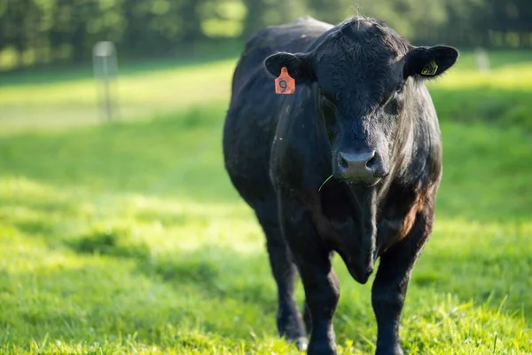 Großaufnahme Von Stud Beef Bullen Kühen Und Kälbern Die Auf — Stockfoto