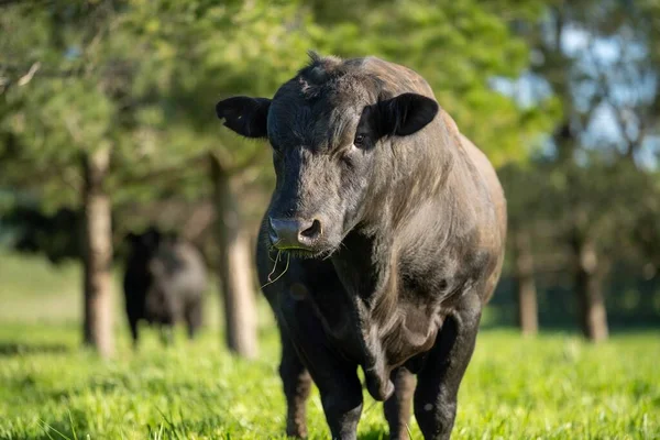 Großaufnahme Von Stud Beef Bullen Kühen Und Kälbern Die Auf — Stockfoto