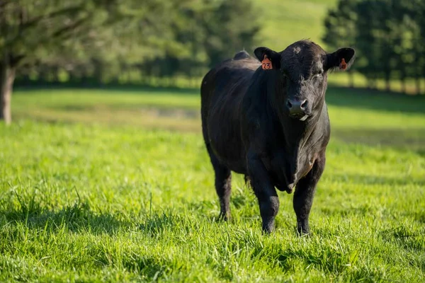 Avustralya 'da bir tarlada otlayan damızlık sığır, inek ve buzağılara yakın bir yerde. Sürü türleri arasında benekli park, Murray Grey, Angus, Brangus ve Wagyu bahar ve yaz aylarında uzun otlaklarda bulunur..