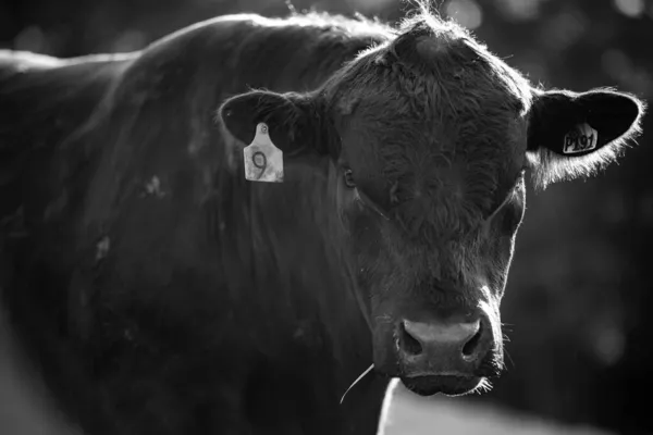 Close Touros Stud Beef Vacas Bezerros Pastando Grama Campo Austrália — Fotografia de Stock