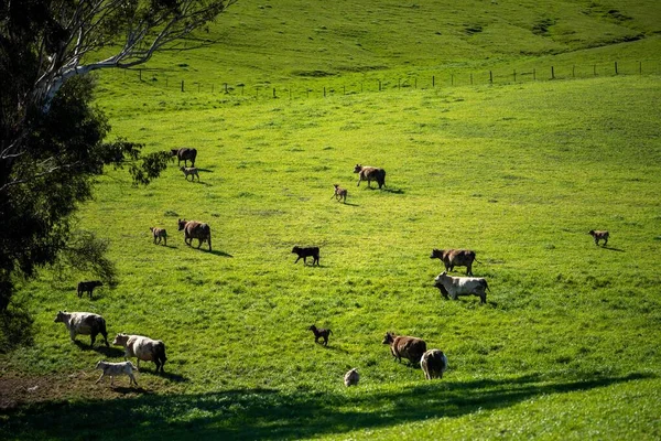오스트레일리아 밭에서 송아지등을 가까이 수있다 품종으로 회오리 여름에 목장에서 구스와 — 스톡 사진