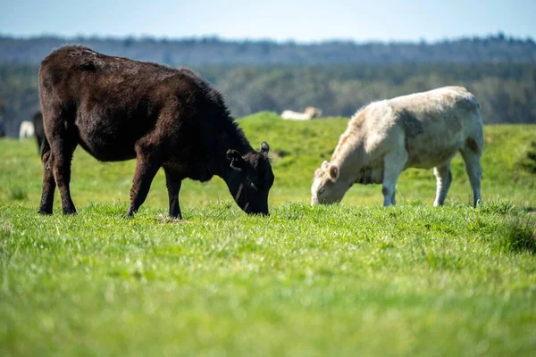 Primer Plano Los Toros Stud Beef Vacas Terneros Pastando Hierba —  Fotos de Stock