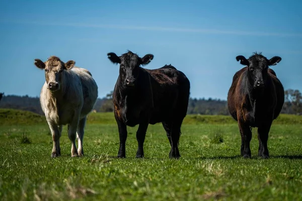Avustralya 'da bir tarlada otlayan damızlık sığır, inek ve buzağılara yakın bir yerde. Sürü türleri arasında benekli park, Murray Grey, Angus, Brangus ve Wagyu bahar ve yaz aylarında uzun otlaklarda bulunur..