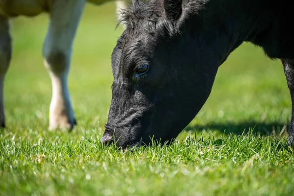 牛や牛 子牛が畑の芝生で放牧されています 牛の品種には 春と夏の長い牧草地にある特定の公園 マレーグレー アンガス ブランガス 和牛などがあります — ストック写真