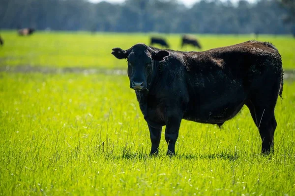 Close Stud Beef Bulls Cows Calves Grazing Grass Field Australia — Stock Photo, Image