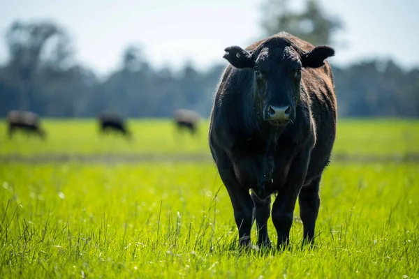 Avustralya 'da bir tarlada otlayan damızlık sığır, inek ve buzağılara yakın bir yerde. Sürü türleri arasında benekli park, Murray Grey, Angus, Brangus ve Wagyu bahar ve yaz aylarında uzun otlaklarda bulunur..