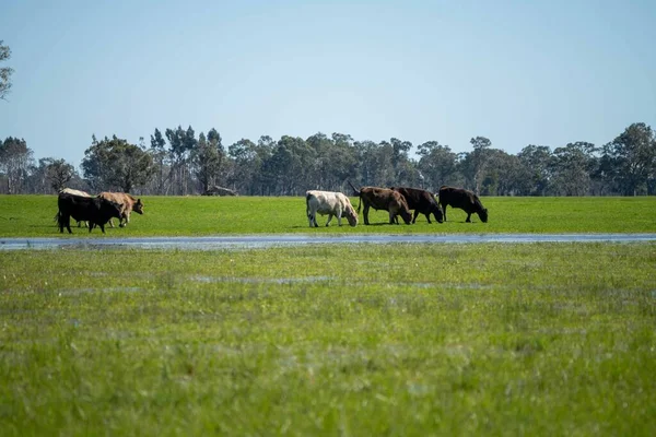 Avustralya 'da bir tarlada otlayan damızlık sığır, inek ve buzağılara yakın bir yerde. Sürü türleri arasında benekli park, Murray Grey, Angus, Brangus ve Wagyu bahar ve yaz aylarında uzun otlaklarda bulunur..
