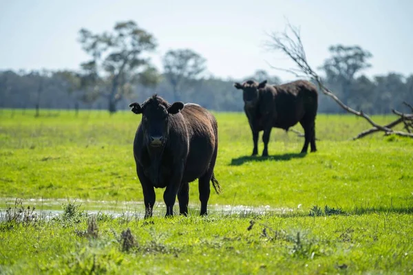 Close Van Stieren Koeien Kalveren Die Grazen Gras Een Weiland — Stockfoto