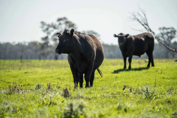 Close up of Stud Beef bulls, cows and calves grazing on grass in a field, in Australia. breeds of cattle include speckled park, murray grey, angus, brangus and wagyu on long pasture in spring and summer.