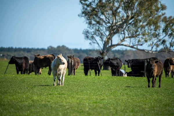 Primer Plano Los Toros Stud Beef Vacas Terneros Pastando Hierba —  Fotos de Stock