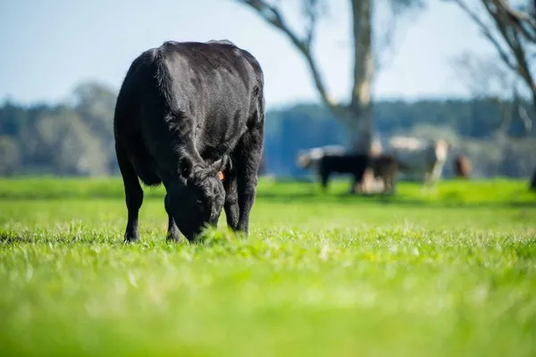 Avustralya 'da bir tarlada otlayan damızlık sığır, inek ve buzağılara yakın bir yerde. Sürü türleri arasında benekli park, Murray Grey, Angus, Brangus ve Wagyu bahar ve yaz aylarında uzun otlaklarda bulunur..