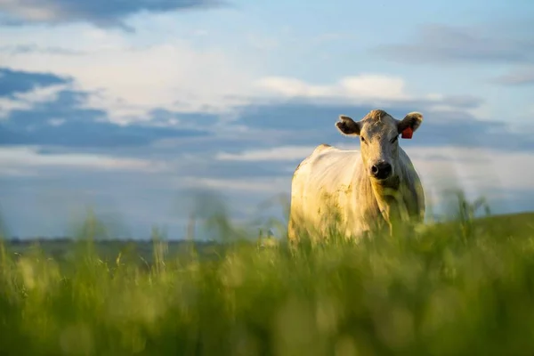 Närbild Stud Nötkreatur Tjurar Kor Och Kalvar Betar Gräs Ett — Stockfoto