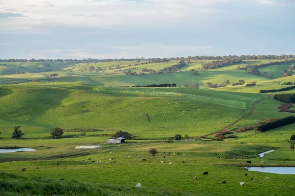 Close Van Stieren Koeien Kalveren Die Grazen Gras Een Weiland — Stockfoto