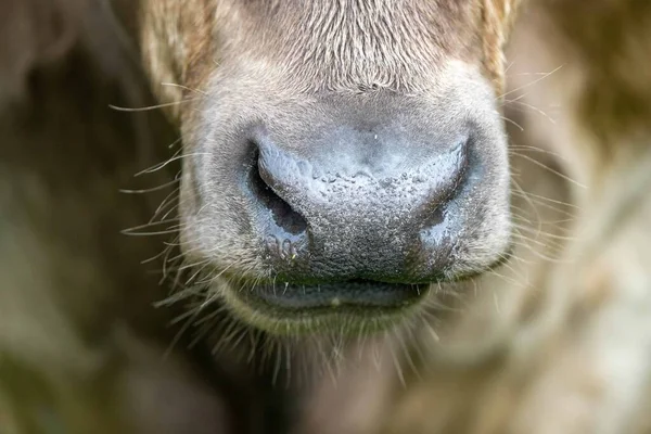 Großaufnahme Von Stud Beef Bullen Kühen Und Kälbern Die Auf — Stockfoto