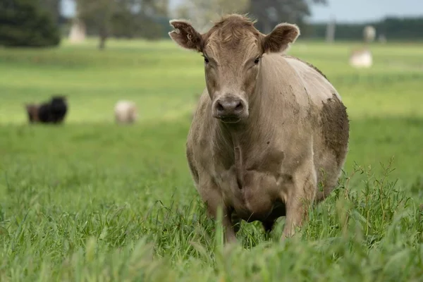 Close Touros Stud Beef Vacas Bezerros Pastando Grama Campo Austrália — Fotografia de Stock