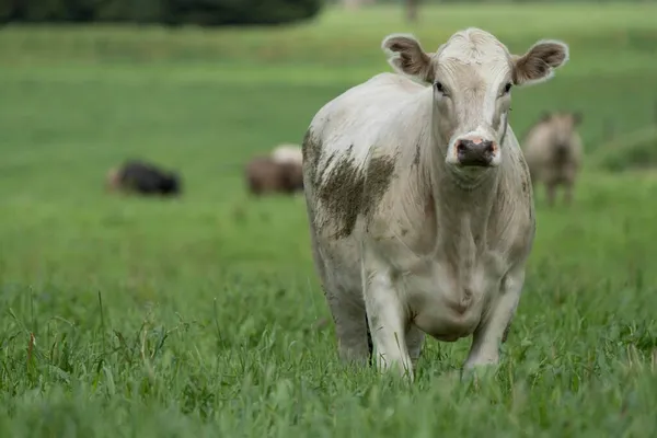 Gros Plan Taureaux Vaches Veaux Boucherie Broutant Herbe Dans Champ — Photo