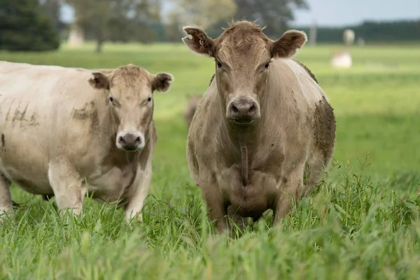 Close Stud Beef Bulls Cows Calves Grazing Grass Field Australia — Stock Photo, Image