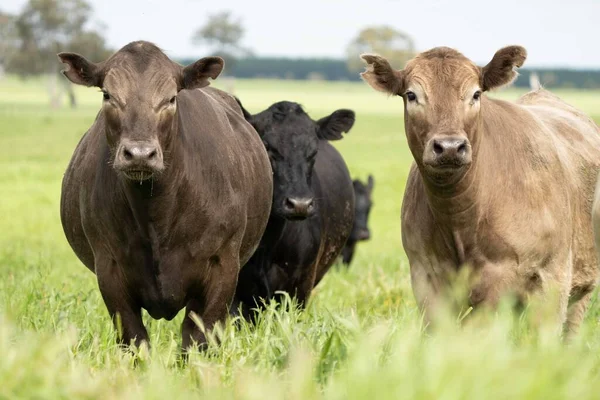 Close up of Stud Beef bulls, cows and calves grazing on grass in a field, in Australia. breeds of cattle include speckled park, murray grey, angus, brangus and wagyu on long pasture in spring and summer.