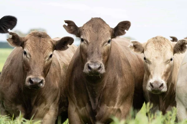 Close Touros Stud Beef Vacas Bezerros Pastando Grama Campo Austrália — Fotografia de Stock