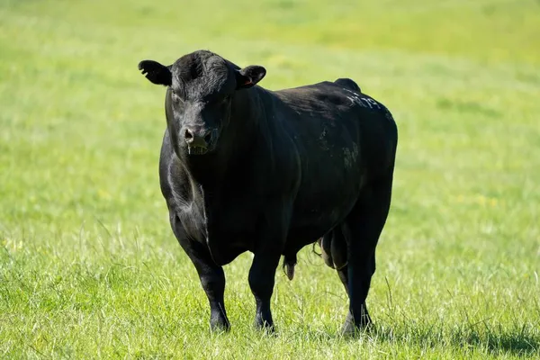 Primer Plano Los Toros Stud Beef Vacas Terneros Pastando Hierba — Foto de Stock