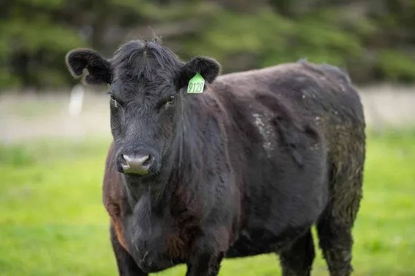 Close up of Stud Beef bulls, cows and calves grazing on grass in a field, in Australia. breeds of cattle include speckled park, murray grey, angus, brangus and wagyu on long pasture in spring and summer.