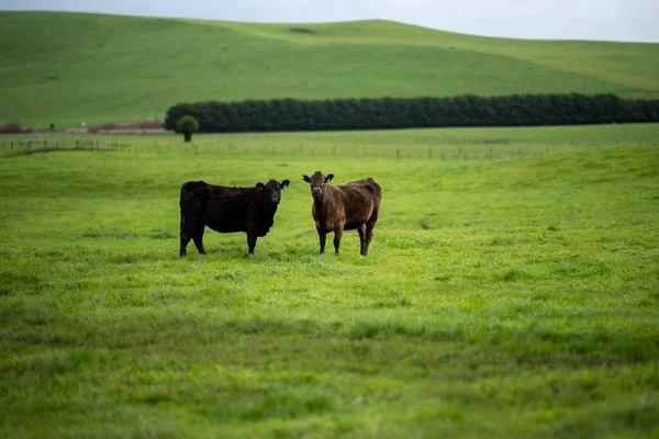 在澳大利亚的一个田野里 靠近正在吃草的种马的公牛 奶牛和小牛 在春夏两季的漫长草原上 牛的品种包括斑斑的公园 朦胧的灰色 Angus Brangus和Wagyu — 图库照片