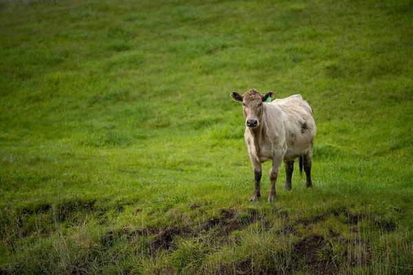 Zbliżenie Stadniny Byki Wołowe Krowy Cielęta Pasące Się Trawie Polu — Zdjęcie stockowe