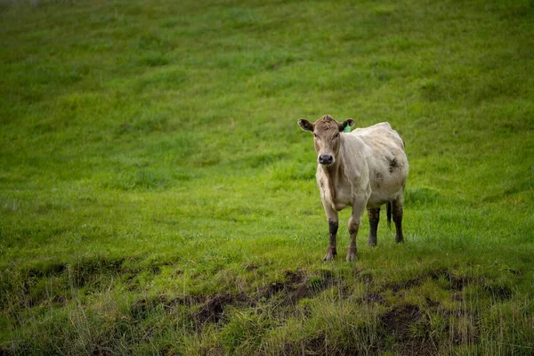 Close Touros Stud Beef Vacas Bezerros Pastando Grama Campo Austrália — Fotografia de Stock