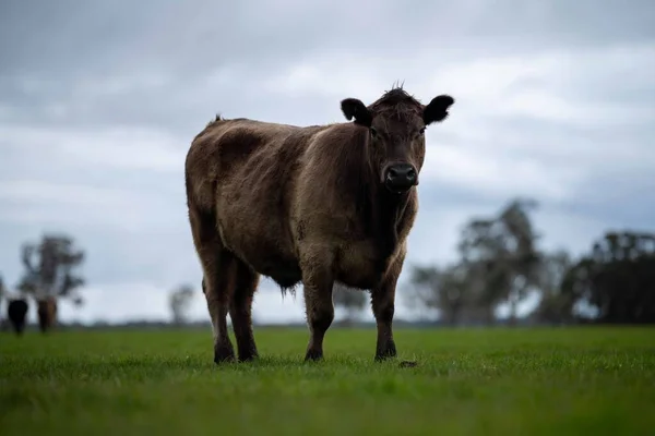 Close up of Stud Beef bulls, cows and calves grazing on grass in a field, in Australia. breeds of cattle include speckled park, murray grey, angus, brangus and wagyu on long pasture in spring and summer.