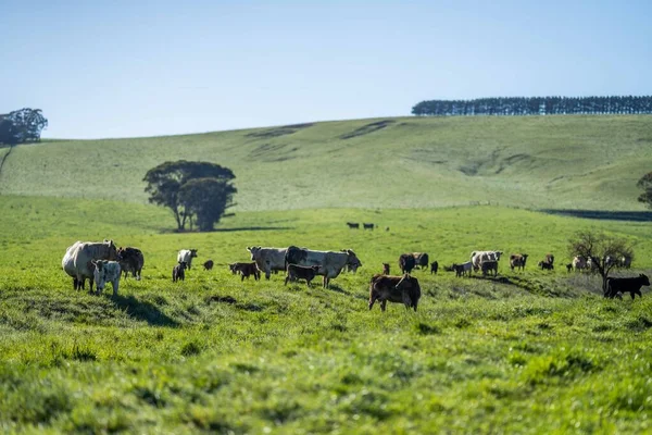 种马的安格斯 马车雨 穆雷灰色 奶牛和牛群在草地和牧场上吃草 这些动物是有机和自由的 生长在澳大利亚的一个农场里 — 图库照片