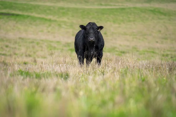 Avustralya 'da bir tarlada otlayan damızlık sığır ve sığırların yakınına. saman ve tohum yiyorlar. Türleri arasında benekli park, Murray Grey, Angus, Brangus ve Wagyu bulunur..