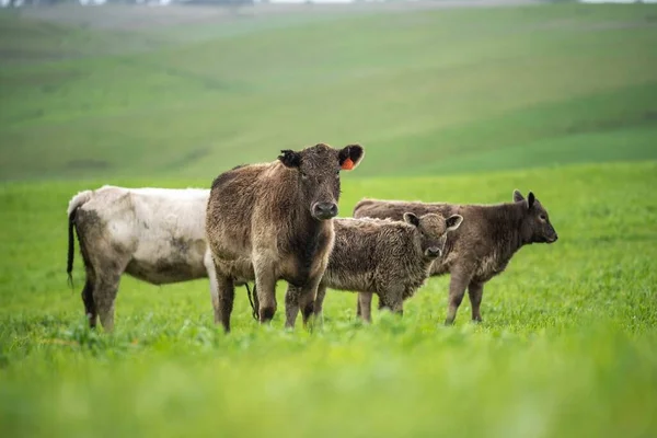 Primer Plano Vacas Terneros Pastando Hierba Australia Rancho Agrícola Ganado —  Fotos de Stock