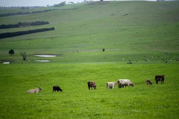 Primer Plano Vacas Terneros Pastando Hierba Australia Rancho Agrícola Ganado —  Fotos de Stock