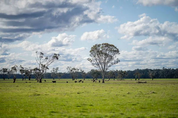Sluiten Van Runderen Kalveren Die Grazen Gras Australië Een Boerderij — Stockfoto