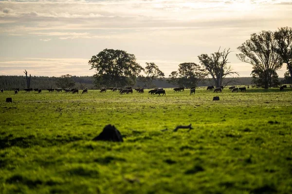 Close Beef Cows Calves Grazing Grass Australia Farming Ranch Cattle — Stock Photo, Image
